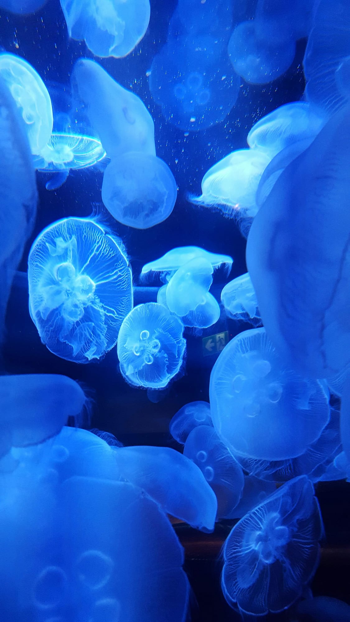 Vancouver Aquarium — jellyfish tank glow, sea otters, Stanley Park setting
